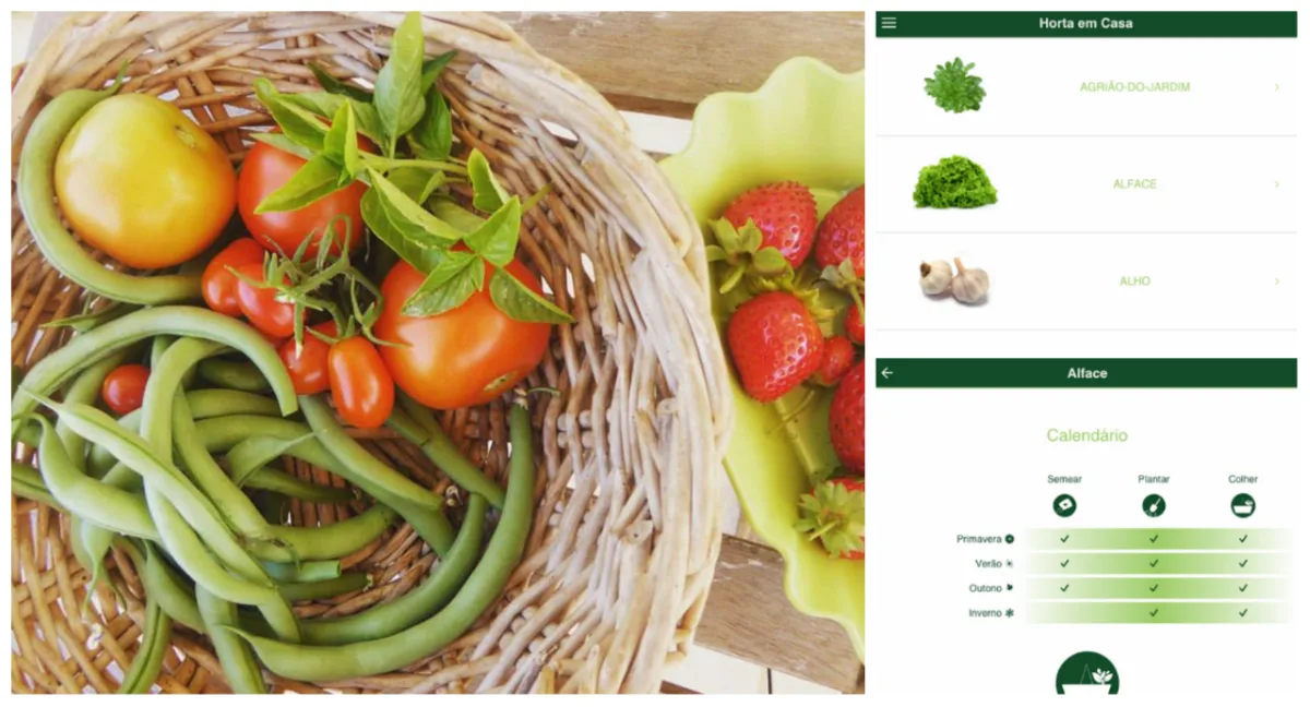 Aplicativos como o Plantit ajudam no cultivo de hortas e flores. Foto: e imagens: Plantit/Reprodução.