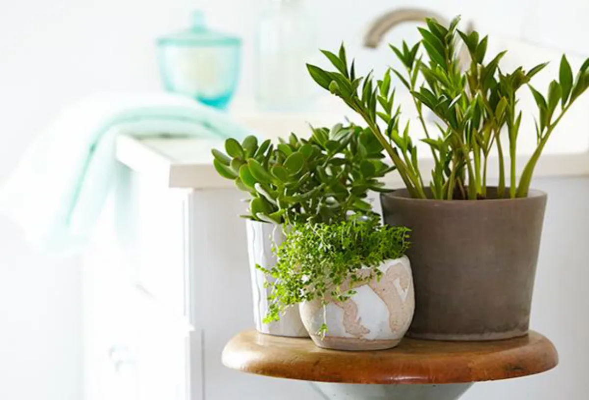 Plantas combinam com todos os estilos de ambientes e ajudam a levantar o astral até dos cômodos mais frios, como o banheiro. Foto: P&G Everyday/Reprodução