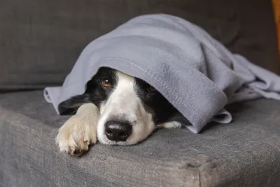 Dicas de organização para quem tem pet em casa