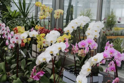 Curitiba tem vários eventos neste fim de semana para quem gosta de primavera e decoração. Foto: Pixabay