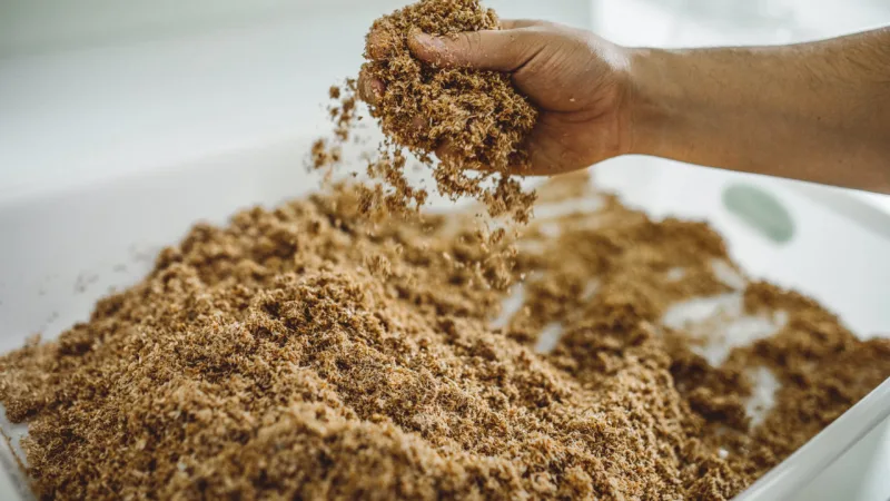 Resíduos da agroindústria que "alimentam" o fungo
