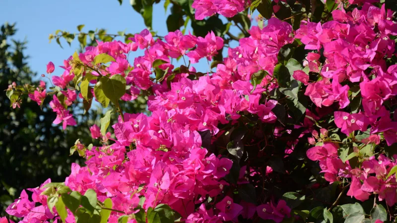 Espécie também é conhecida como primavera e três marias.