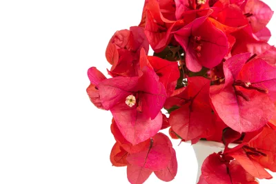 Bougainville: conheça a espécie e veja dicas de cultivo da “primavera”
