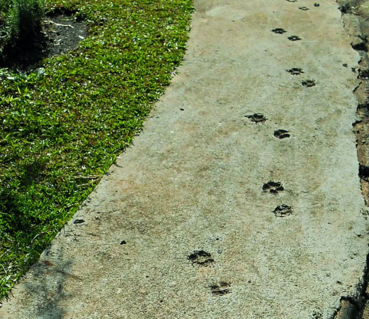 Calçadas marcadas mostram a subversão dos bichos, que, de alguma forma, demonstram sua presença. Foto: Marialba Gaspar Imaguire/Acervo