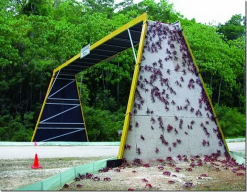 Passarela para travessia de caranguejos, na Austrália. Foto: © Christmas Island National Park