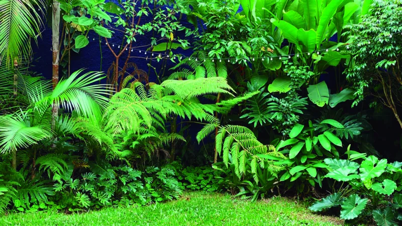 Cardim propõe a valorização cultural dos biomas locais no paisagismo.