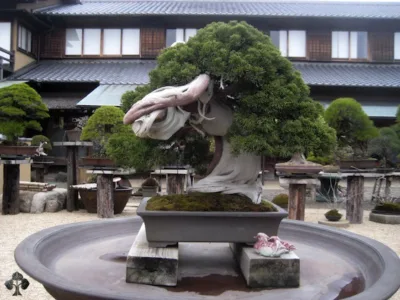 Bonsai de 800 anos, localizado em Tóquio - Japão.