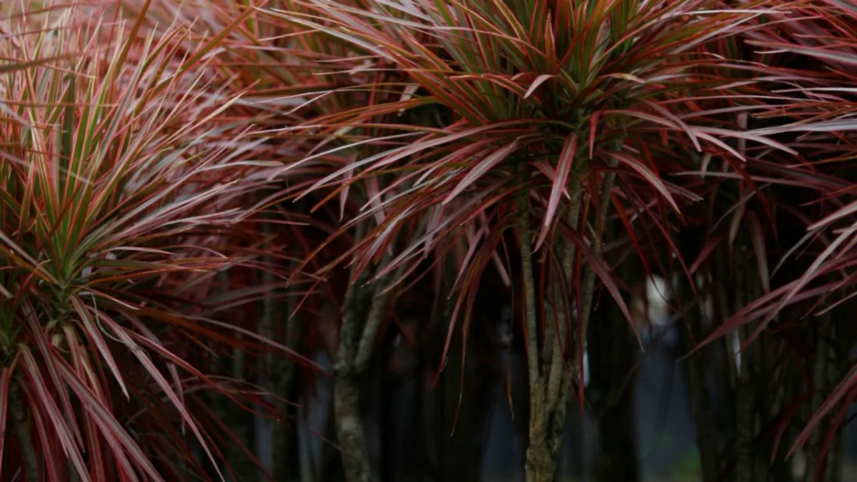 A Dracena é uma das espécies resistentes para ter dentro de casa. Foto: Jonathan Campos / Gazeta do Povo.