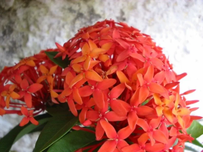 Ixora