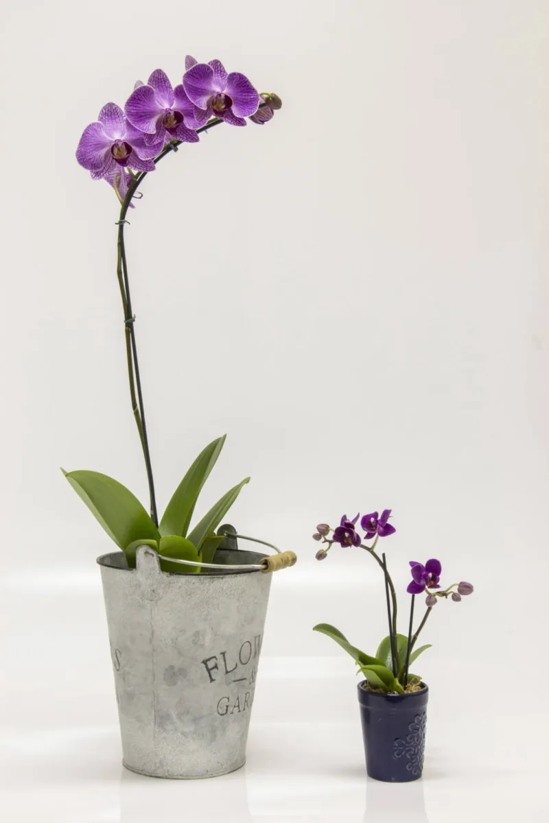 As versões normal e mini da Phalaenopsis roxa. Os cuidados e o ciclo de vida são os mesmos.
Foto: Zeca Wittner / Agência Estado