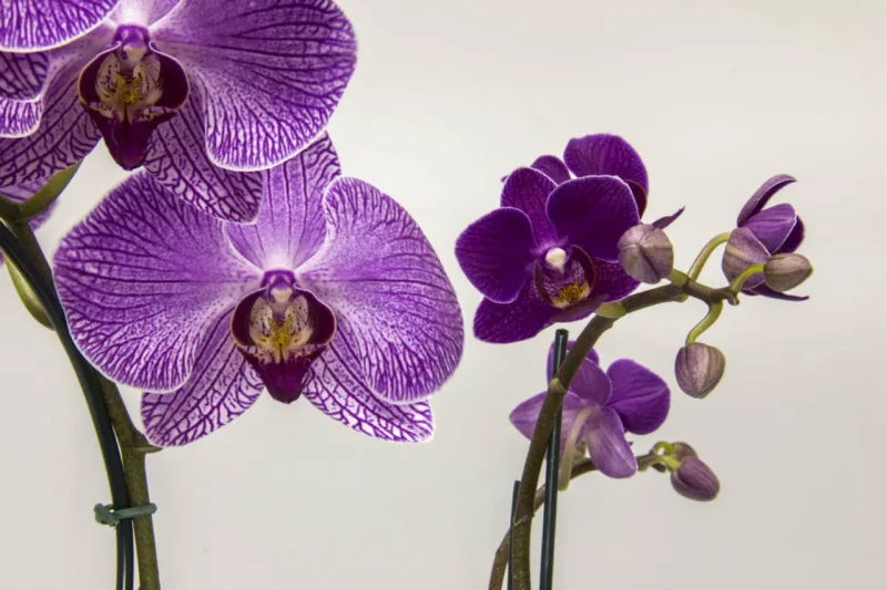 Em seu tamanho normal as flores têm 13 cm de diâmetro. As miniaturas têm apenas 3 cm.
Foto: Zeca Wittner / Agência Estado