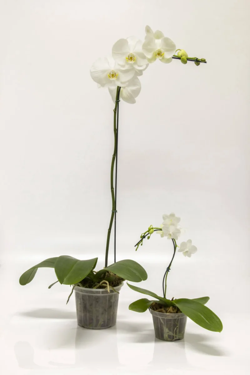 Orquídeas brancas em duas versões: a normal com haste entre 60 e 70 centímetros e a míni, com apenas 20 centímetros de altura.
Foto: Zeca Wittner / Agência Estado