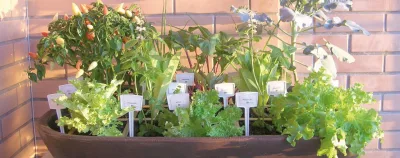 Horta zen para até 15 espécies diferentes, com sistema de autoirrigação. Foto: Divulgação