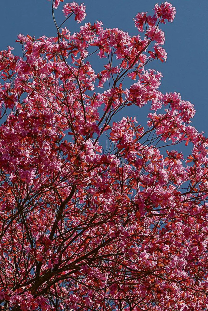 Florescência rosa do ipê na rua Senador Saraiva, no  São Francisco. Foto: Antônio More/Gazeta do Povo.