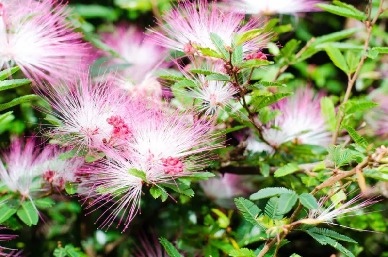 Caliandra (Calliandra bravipes), arbusto que chega a até 1,5 metro de altura