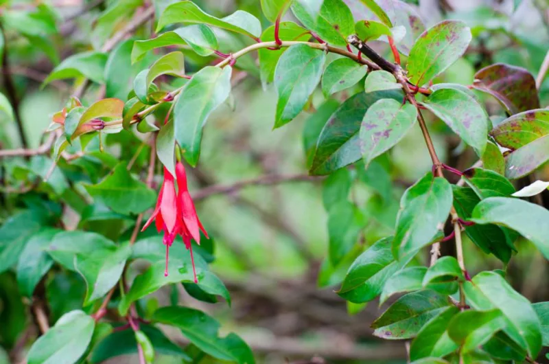 A lanterna-japonesa (Abutilon megapotamicum), pode chegar a dois metros