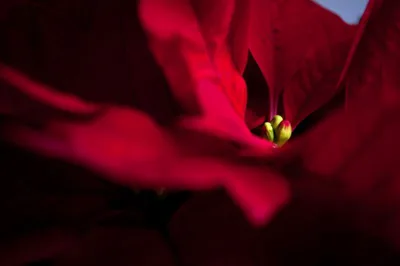 A flor-do-espírito-santo é tradicional durante as festas de fim de ano