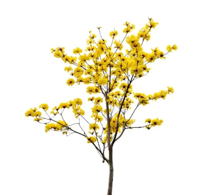 O ipê amarelo é o mais recomendado, pois se adapta facilmente ao solo e à temperatura do sul do país