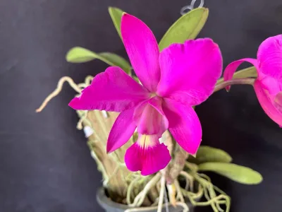 Orquídeas para iniciantes: dicas de especialista sobre como cultivar a planta corretamente