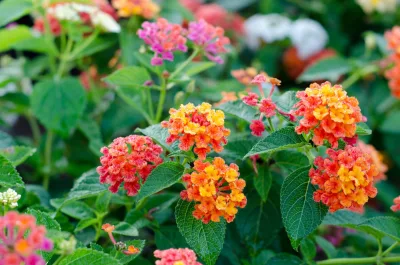Plantas resistentes a sol forte e altas temperaturas