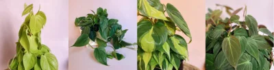 Filodendros: conheça as espécies e dicas de cuidados das plantas decorativas que crescem na natureza