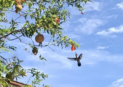 Um colibri e o planejamento de Curitiba