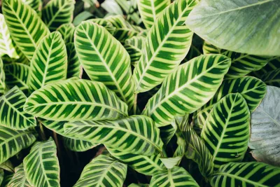 Jardins sombreados: o que fazer em locais nos quais a grama não é uma opção?
