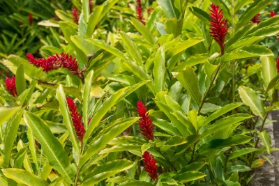 Plantas em muros – que não são trepadeiras