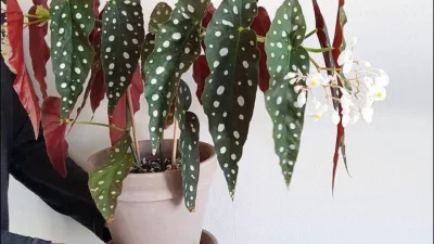 Begônia maculata: conheça a famosa planta estilosa