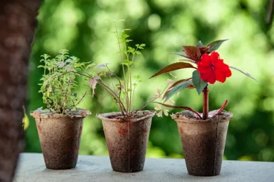 Três vasos biodegradáveis com plantas em seu interior. Ao fundo, uma paisagem verde.