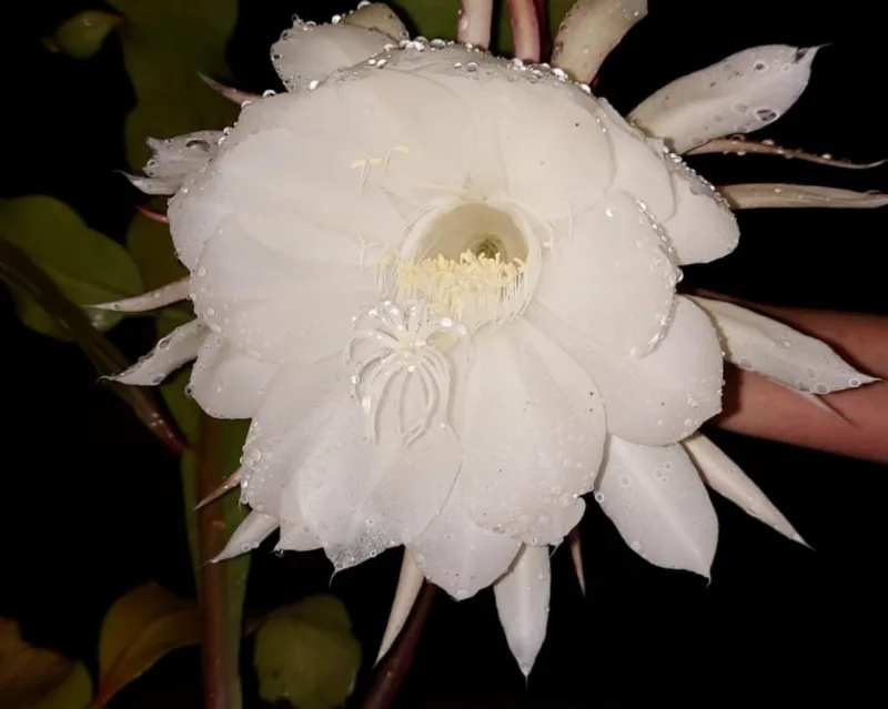 Planta floresce à noite, por volta das 23h, e suas flores murcham rapidamente.