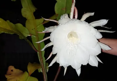 Dama da Noite: conheça as variedades e dicas de cuidados da planta de hábitos noturnos