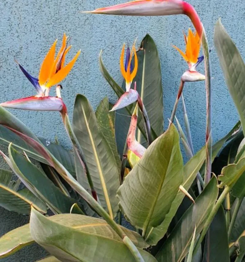 Natural da África do Sul, espécie se adaptou muito bem ao clima brasileiro.