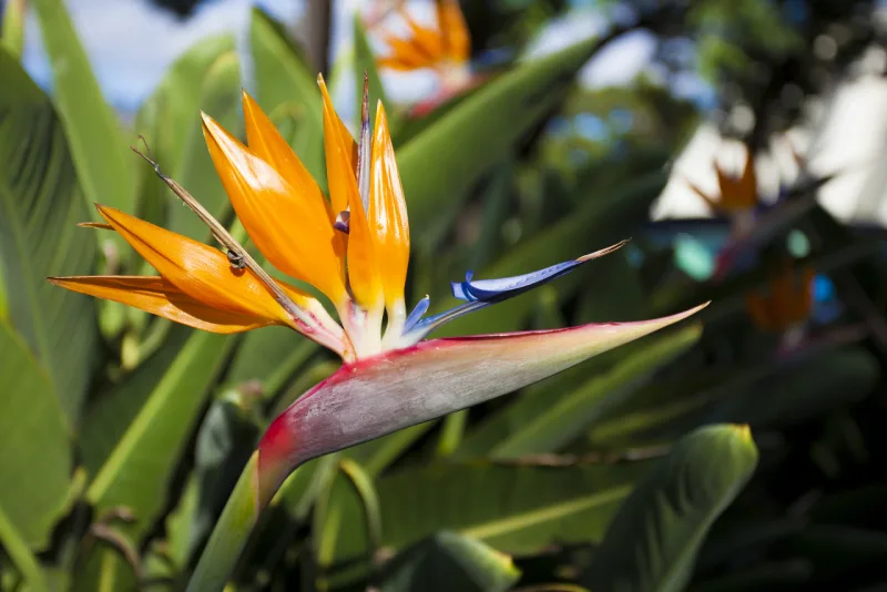 Ave do paraíso: características e dicas de cuidados com a planta considerada a “rainha” dos jardins