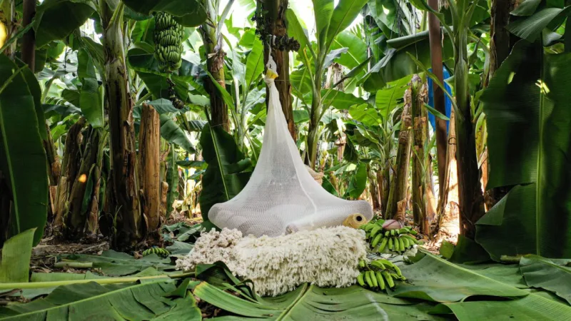 Exposição Milan Tropical, com fios obtidos a partir da fibra de bananas.