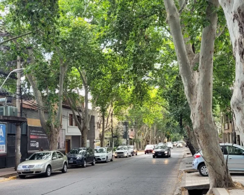 Acéquias das ruas de Mendoza