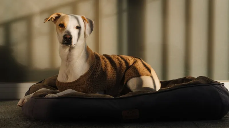 O pet no centro de tudo: a decoração deve respeitar as individualidades de cada animal.