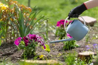 4 cuidados com suas plantas nos dias mais quentes