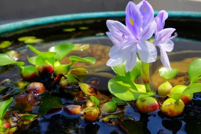 Plantas aquáticas estão em alta, são superfáceis de cuidar e podem viver dentro de casa