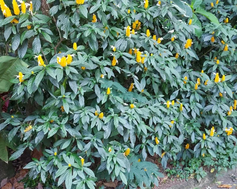 Identificadas como arbustos, plantas vão bem em jardins externos e também em vasos.