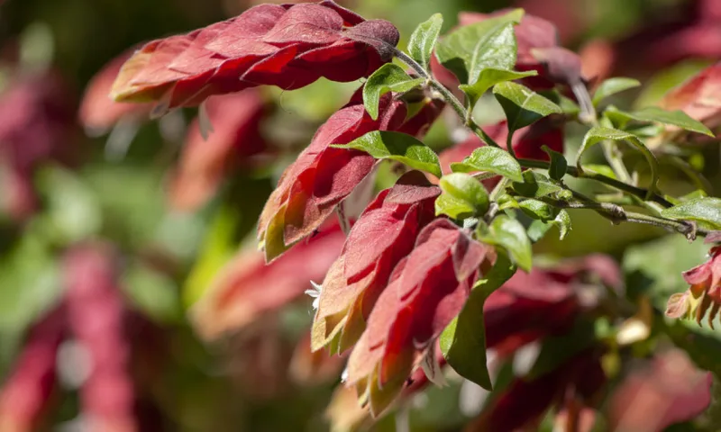 Apesar das semelhanças, as espécies têm características específicas. O Camarão Vermelho, por exemplo, tem inflorescências de brácteas vermelhas e flores brancas.