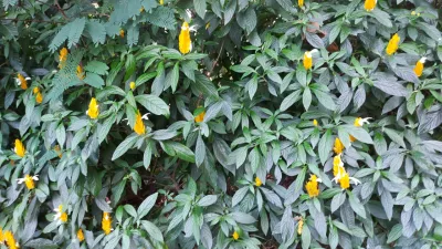 Camarão Vermelho e Amarelo: as espécies que estão entre as favoritas dos beija-flores