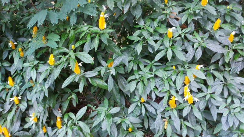 Camarão Vermelho e Amarelo: as espécies que estão entre as favoritas dos beija-flores