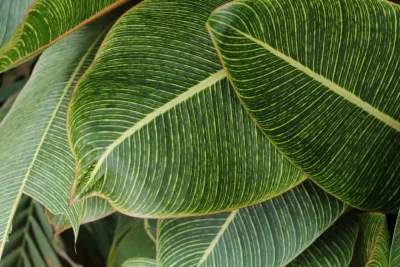 Tendências com plantas para 2022