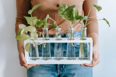 Jiboia: como fazer mudas da planta para presentear os amigos