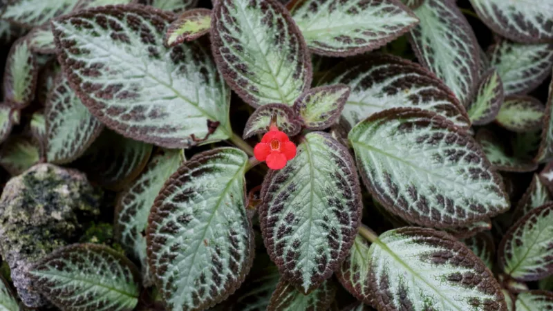 A base das pétalas das flores da planta-tapete se assemelha a uma Violeta, mas com um cano um pouco mais alongado.