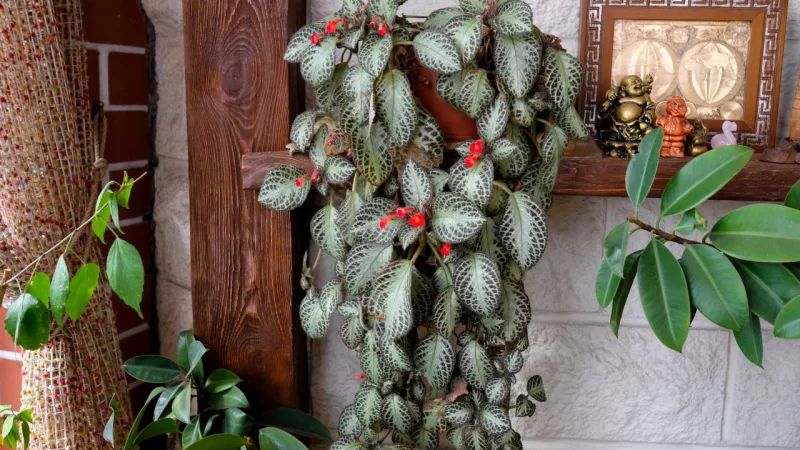 Por sua característica rasteira, uma dica é cultivá-la em pendentes, para dar um charme a mais na decoração dos ambientes.