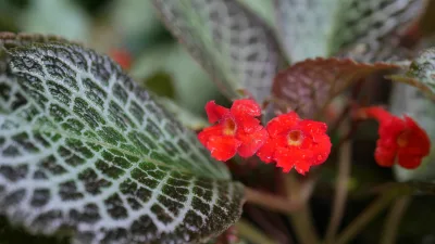 Planta-tapete: saiba como cultivar a espécie dos climas tropicais
