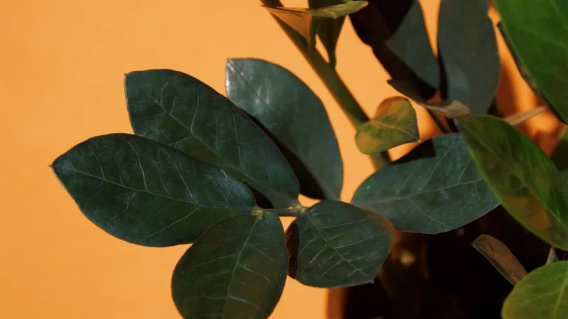 Variedade black da planta adulta, que tem coloração verde neon quando pequena.