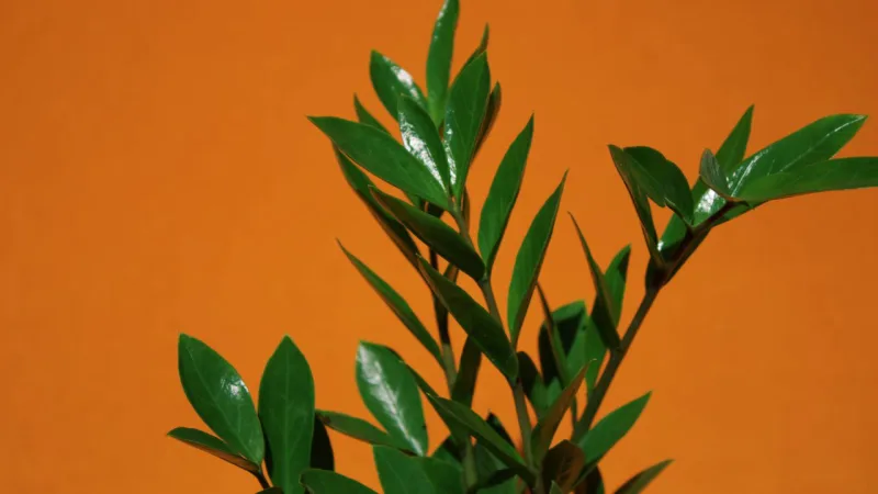 É preciso retirar o pó das folhas pelo menos uma vez ao mês, para garantir a saúde da planta.